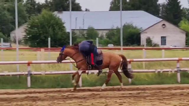 Тренировка тренера / рабочие будни
