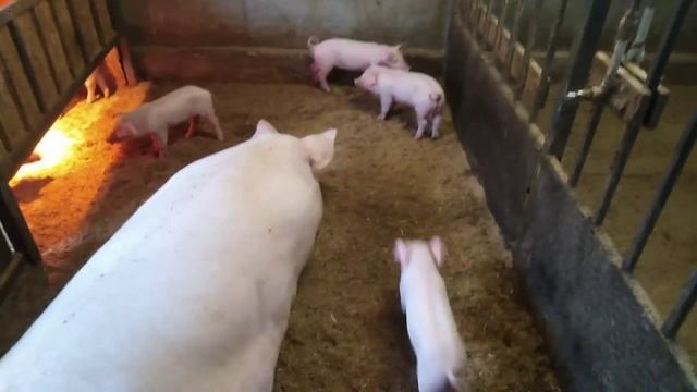 Выбрал свинку с откорма на племя. Свиньи сами делают щелевые полы! смотреть онлайн