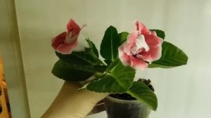 ?Глоксинии 25 сортов ! Обзор сортов. Часть моей коллекции ?How to grow gloxinia
