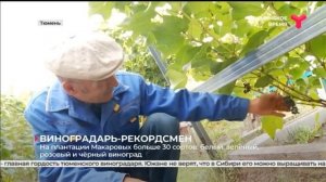 Житель Тюмени вырастил в огороде 250 килограммов винограда