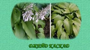ГИГАНТСКИЕ ХОСТЫ. ЛУЧШИЕ СОРТА