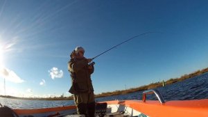 Судак-дроп шот.