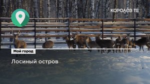 Лосиный остров: как живут обитатели национального парка зимой?