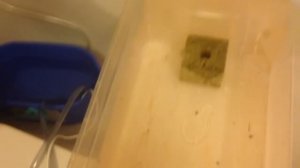 Часть 4, система периодического затопления