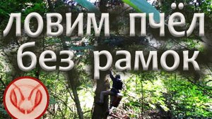 Роеловные места вокруг пасек. Почему ухожи из роеловных мест. Две причины