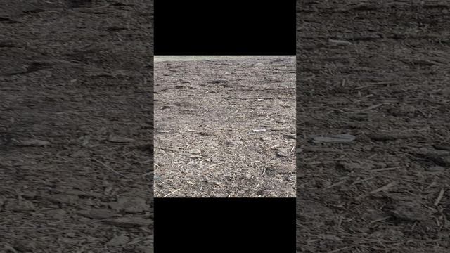 Как я удобряю почву