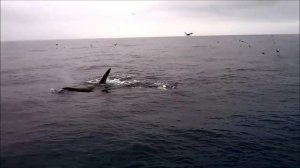 Orcas - Killer whale (Orcinus orca) en Quintero, Chile