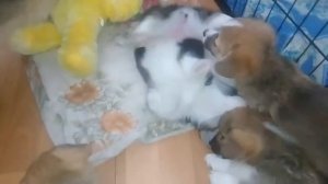 Щенки вельш корги пемброк. Детям 1 месяц и 10 дней.