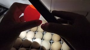 ВЛОГ: ПРОСВЕЧИВАЕМ ИНКУБАЦИОННОЕ ЯЙЦО НА ОПЛОД