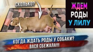 До родов у Лилу остаются считанные.... дни или часы? Сколько ждать щенков? Вася сбежала!