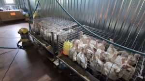 Вытянем ли мы вдвоем столько птицы? Наш птичий двор