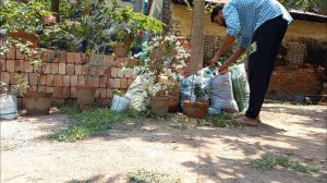 Hidden Secret Behind Bougainvillea's Stunning Flowers! #Bougainvillea