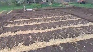 МТЗ-09Н вспашка плугом в РАЗВАЛ!