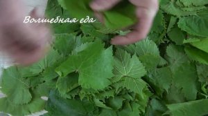 СВЕЖИЕ виноградные листья ЗИМОЙ. Рецепт заготовки виноградных листьев на зиму