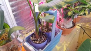 Плюмерии перед выходом в свет )