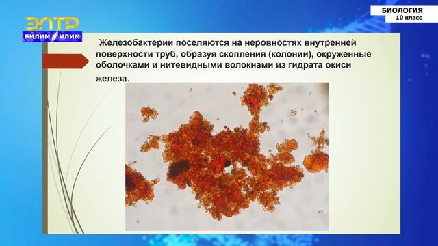 10-класс | Биология | Молекулярная биология. Генная инженерия. Биотехнология