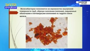 10-класс | Биология | Молекулярная биология. Генная инженерия. Биотехнология