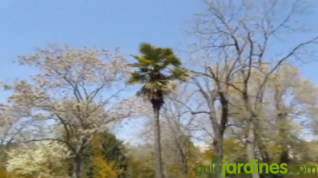 Palmera Trachycarpus Fortunei - www.GuiaJardines.com смотреть онлайн