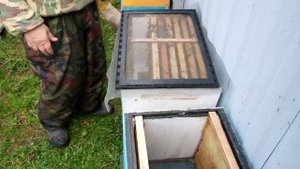 Продажа пчелопакетов 2023