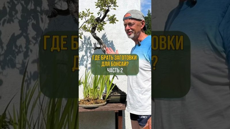 ГДЕ БРАТЬ ЗАГОТОВКИ ДЛЯ БОНСАЙ. Часть 2