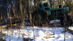 Traktor T40AM metsas/ Tractor T40AM in forest/Трактор Т40АМ в лесу