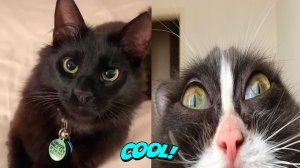 Подборка смешных котов из TIK TOKа Милые животные #20