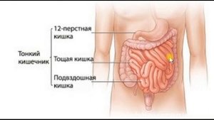 Тонкий и толстый кишечник. Нижний Этаж полости живота. Топография.