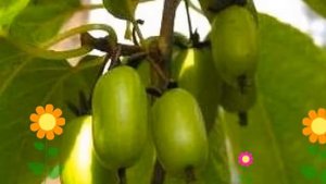 Актинидия коломикта Земляничная. Краткий обзор, описание характеристик, где купить саженцы