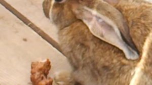 Заяц ест шашлык