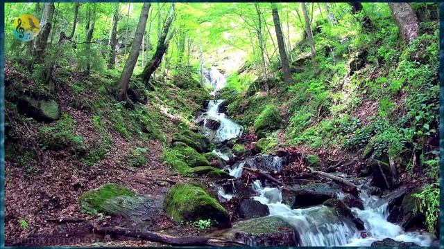 Расслабляющая природа ✦ звуки успокаивающего водопада в лесу ✦ Релакс