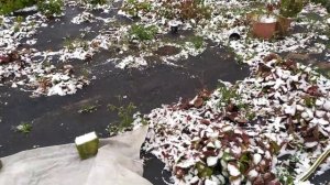 УКРЫТИЕ КЛУБНИКИ НА ЗИМУ. ВСЕ ЗА И ПРОТИВ.