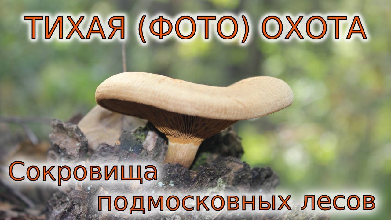Собираем грибы в Московской области