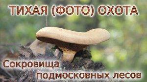 Собираем грибы в Московской области