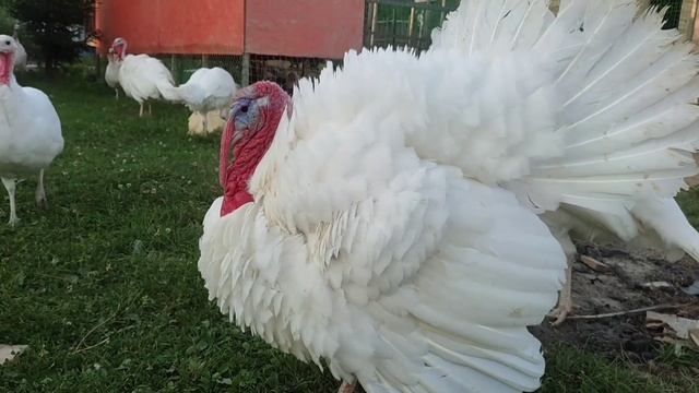 Индейка белая широкогрудая смотреть онлайн