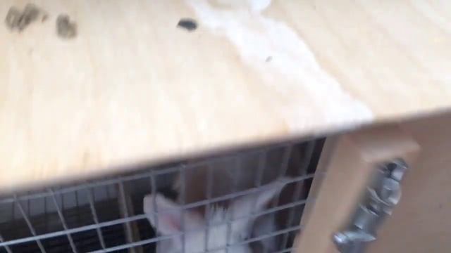 КАК ПОНЯТЬ БЕРЕМЕННА ЛИ КРОЛЬЧИХА НЗБ смотреть онлайн