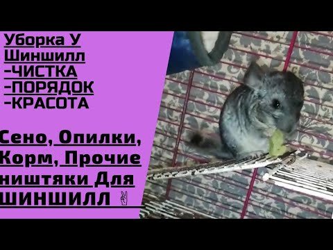 ГЕНЕРАЛЬНАЯ УБОРКА У ШИНШИЛЛ - УХОД ЗА ШИНШИЛАМИ. СМЕШНЫЕ ЖИВОТНЫЕ.