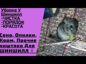 ГЕНЕРАЛЬНАЯ УБОРКА У ШИНШИЛЛ - УХОД ЗА ШИНШИЛАМИ. СМЕШНЫЕ ЖИВОТНЫЕ.
