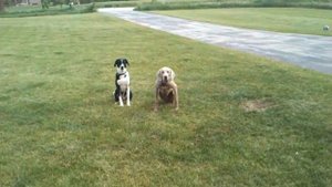 Weimaraner and Border Collie playing.