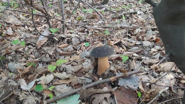 Amanita caesarea & Boletus aereus 6. 8. 2022. смотреть онлайн