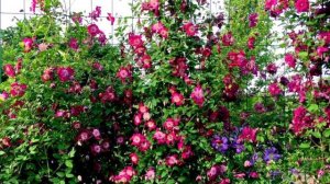 КЛЕМАТИС АВАНГАРД. Clematis Avant-Garde