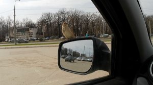 Воробей прилетел поздороваться