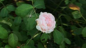 Rosier anglais 'Barbara Austin' Rose clair florifère