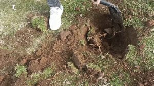 Нашли новое место для копа! Металлоискатель в деле!