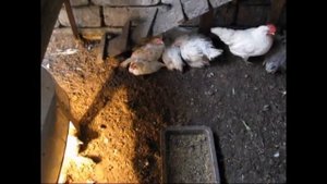 Выращивание кур на мясо на пряниках (кондитерке). Часть 2. Выводы и заключение