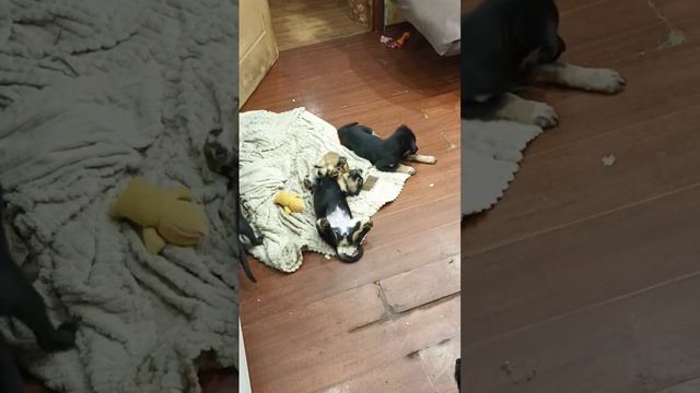 29.09.23. спинной захват #сурикатсурикен смотреть онлайн