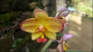 + de 60 espécies de orquídeas como o presente mais popular para o ano todo +  of 60 species of orch