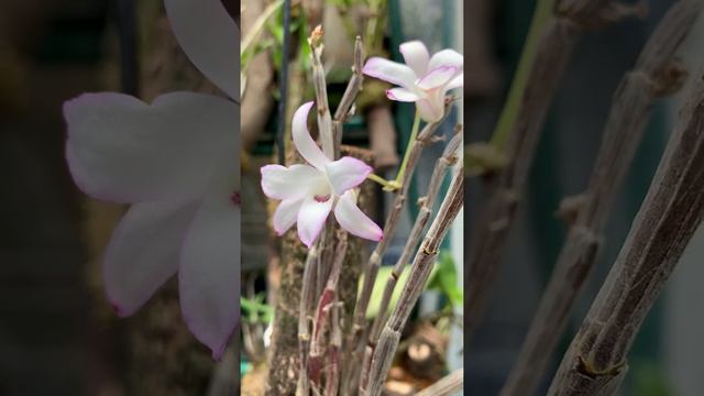 長生蘭（セッコク） 橋本時計店の温室 http://wwwhhh.c.ooco.jp/new.htm 2019年4月19日 смотреть онлайн