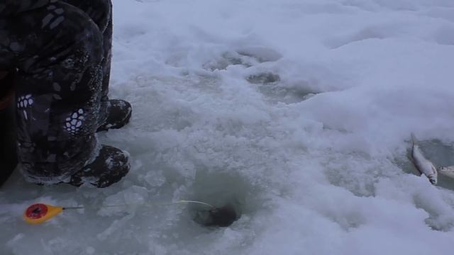 МИША НАШЁЛ РЫБНУЮ ЛУНКУ! РЫБАЛКА 2022 смотреть онлайн