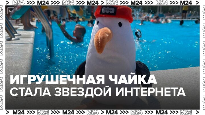 Игрушечная чайка стала звездой интернета - Москва 24