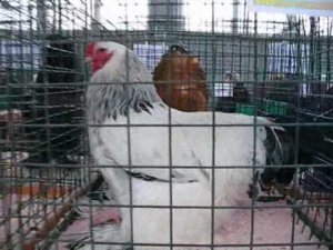 Выставка породной птицы в г. Тула Часть6